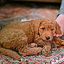 animal, brown, carpet, close_up, companion, cozy, curly_fur, cute, dog, domestic_animal, floor, foot, furry, indoor, lying_down, patterned_rug, pet, puppy, resting, young_dog