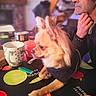 Roucky participe au concours pour gagner de l'argent avec cette photo : canidae, carnivore, chihuahua, companion_dog, dog, dog_breed, ear, fawn, games, pomeranian, puppy, toy_dog