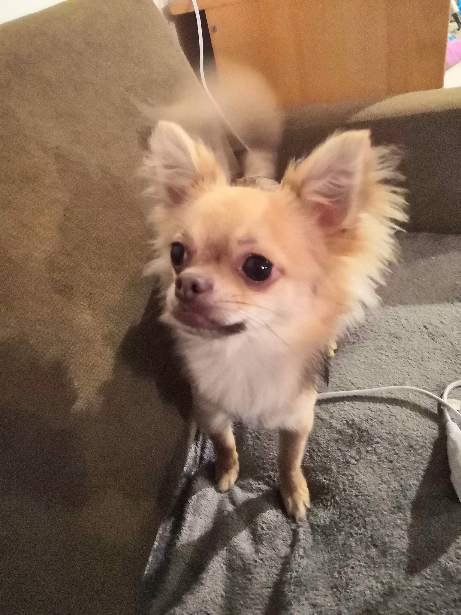 Roucky a rejoint le concours — aidez-le/la à gagner de superbes lots ! canidae, carnivore, chihuahua, companion_dog, dog, dog_breed, ear, fawn, mammal, pomeranian, puppy, snout, toy_dog, vertebrate, whiskers