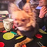 Roucky a rejoint le concours — aidez-le/la à gagner de superbes lots ! canidae, carnivore, chihuahua, companion_dog, dog, dog_breed, ear, fawn, games, pomeranian, puppy, toy_dog