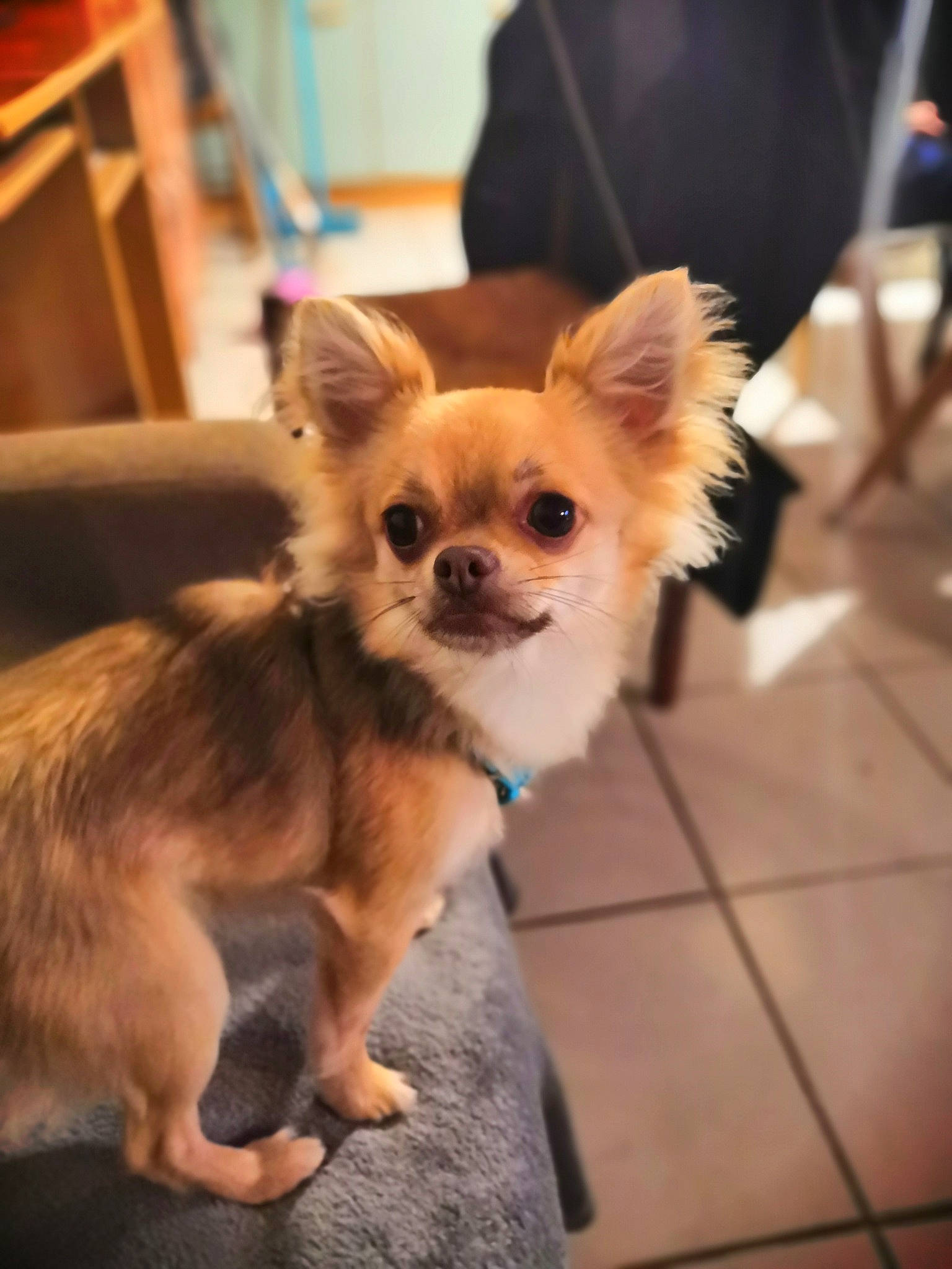 Roucky participe au concours pour gagner de l'argent avec cette photo : ancient_dog_breeds, canidae, carnivore, chihuahua, companion_dog, dog, dog_breed, ear, fawn, mammal, pomeranian, puppy, snout, sporting_group, toy_dog, vertebrate, whiskers