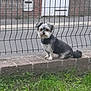 Topaze a rejoint le concours — aidez-le/la à gagner de superbes lots ! animal, background, brick_wall, canine, curious, daytime, dog, fence, fur, grass, nature, outdoor, pet, portrait, quiet, sidewalk, sitting, small_dog, street, urban