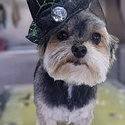 Topaze participe au concours pour gagner de l'argent avec cette photo : adorable, animal, black_hat, blurred_background, close_up, costume, cute, decor, dog, face, fur, indoor, legs, looking, pet, small_dog, soft_surface, spiderweb_pattern, standing, witch_hat