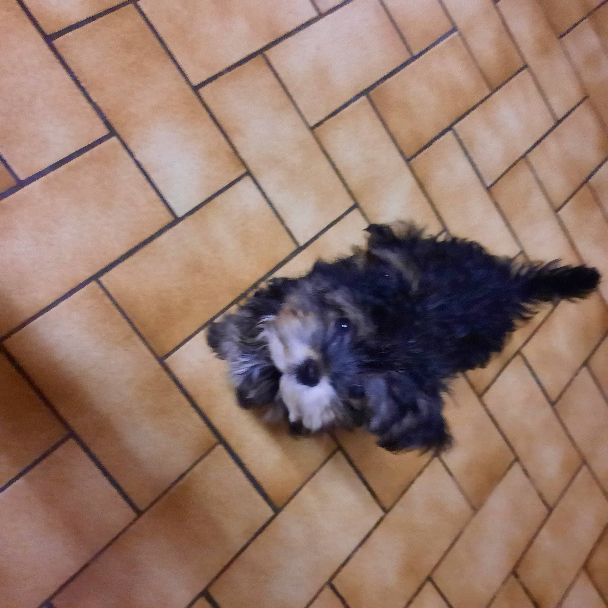 Topaze a rejoint le concours — aidez-le/la à gagner de superbes lots ! canidae, carnivore, companion_dog, dog, dog_breed, dog_supply, floor, flooring, hardwood, liver, paw, snout, sporting_group, tail, terrier, tile_flooring, toy_dog, whiskers, wood, working_animal