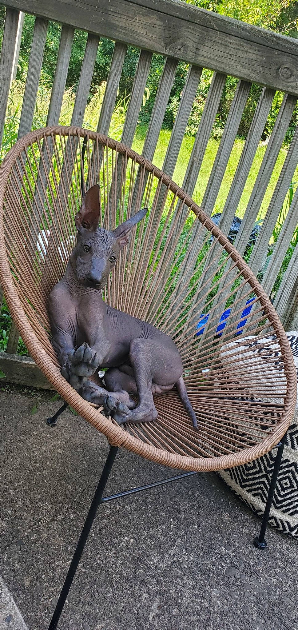 Tonto is registered to the contest to win money with this photo: art, automotive_tire, botany, chair, fawn, garden, grass, leisure, metal, outdoor_furniture, plant, sculpture, sitting, statue, tail, terrestrial_animal, tree, wildlife, wood, working_animal