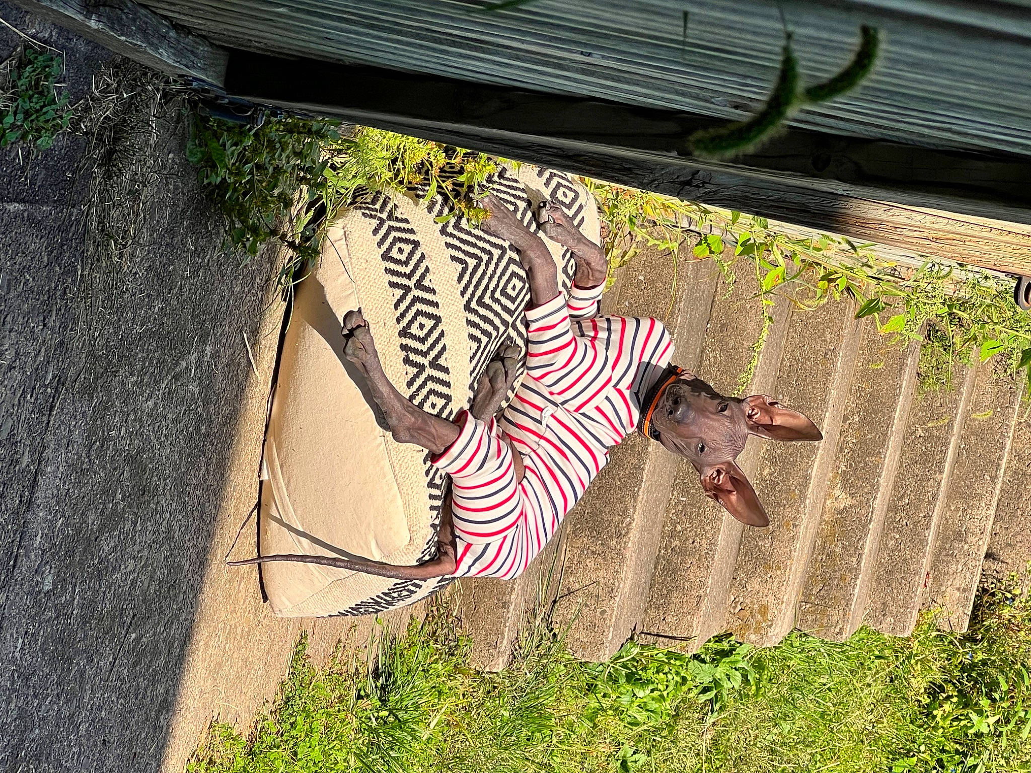 Tonto joined the competition — help win amazing prizes! fawn, garden, grass, grass_family, landscape, leisure, metal, outdoor_furniture, pattern, people_in_nature, plant, rectangle, road_surface, shadow, soil, symmetry, tints_and_shades, visual_arts, yard