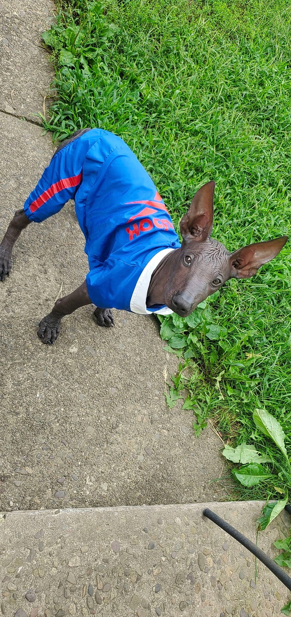 Tonto is registered to the contest to win money with this photo: canidae, carnivore, companion_dog, dog, dog_breed, dog_clothes, dog_supply, electric_blue, fawn, grass, groundcover, plant, road_surface, sitting, snout, sporting_group, tail, terrestrial_animal, toy_dog, working_animal