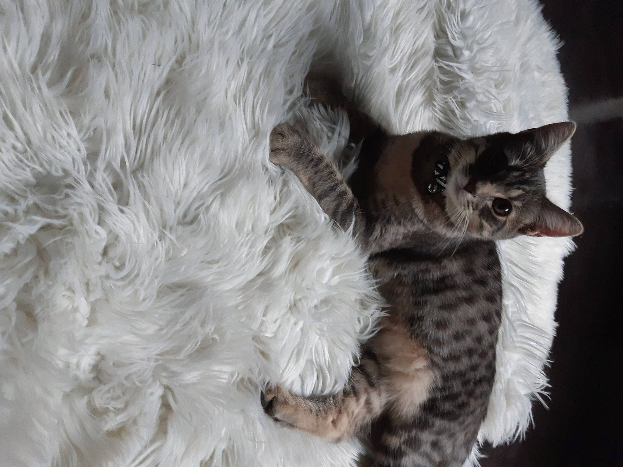 Minouche participe au concours pour gagner de l'argent avec cette photo : carnivore, cat, cat_bed, claw, domestic_short_haired_cat, felidae, fur, grey, laperm, monochrome, monochrome_photography, paw, rex_cat, small_to_medium_sized_cats, tail, terrestrial_animal, whiskers