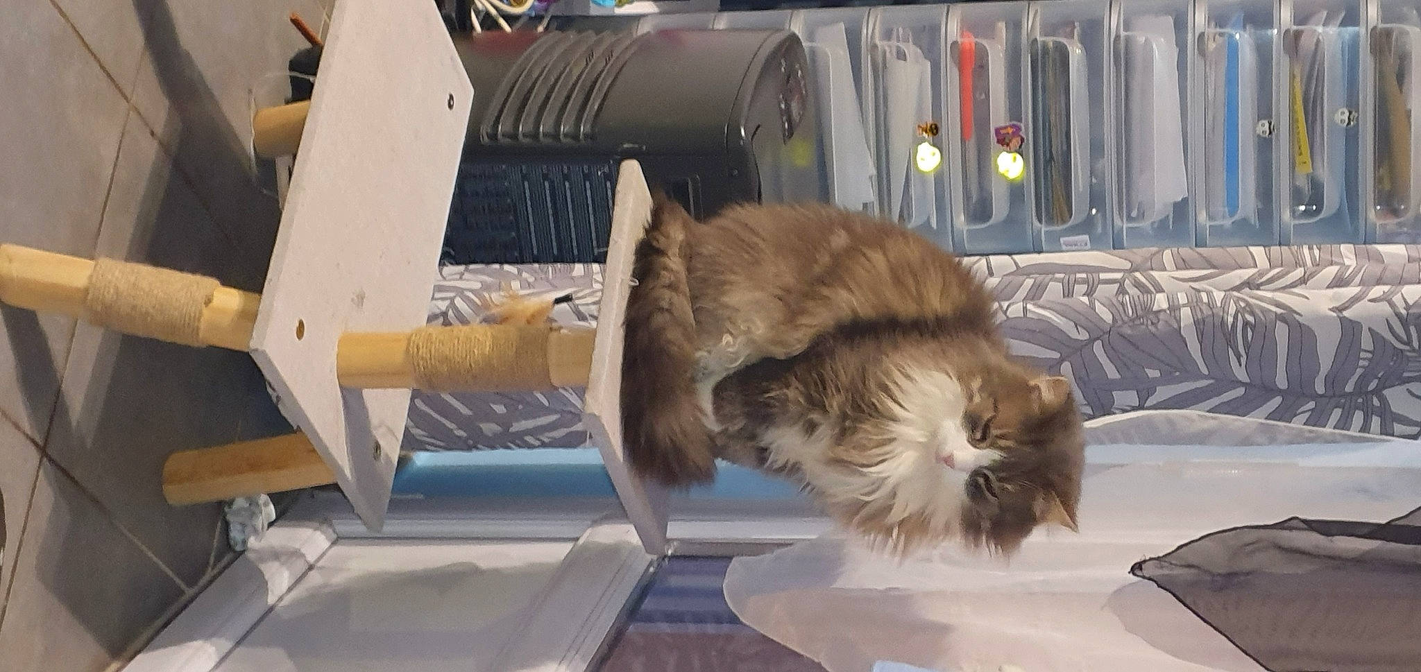 Pamplemousse participe au concours pour gagner de l'argent avec cette photo : canidae, carnivore, cat, claw, comfort, companion_dog, dog, dog_breed, fawn, felidae, flooring, fur, machine, nap, small_to_medium_sized_cats, sporting_group, tail, toy_dog, whiskers, wood