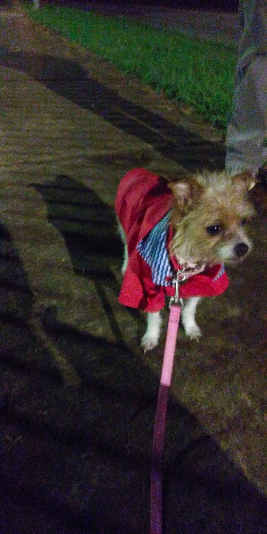 Cou-yon joined the competition — help win amazing prizes! canidae, carnivore, collar, companion_dog, dog, dog_breed, dog_clothes, dog_collar, dog_supply, fashion_accessory, fawn, leash, liver, pet_supply, small_terrier, snout, tail, terrier, toy_dog, working_animal