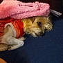 dog, small_dog, orange_outfit, blanket, pink_blanket, cushion, blue_cushion, resting, indoor, pet, fur, canine, cozy, relaxed, sleepy, fabric, soft_texture, comfort, animal, domestic