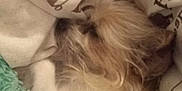 Cou-Yon is registered to the contest to win money with this photo: dog, blanket, fur, cozy, sleeping, soft, pillow, indoor, resting, cute, pet, animal, comfort, snuggle, furry, warm, relaxation, cushion, bed, closeup