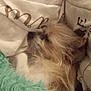 dog, blanket, fur, cozy, sleeping, soft, pillow, indoor, resting, cute, pet, animal, comfort, snuggle, furry, warm, relaxation, cushion, bed, closeup