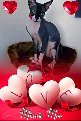 Minnie Moo is registered to the contest to win money with this photo: boston_terrier, canidae, carnivore, cat, dog, heart, love, puppy, valentines_day