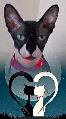 Minnie Moo is registered to the contest to win money with this photo: animation, carnivore, cat, cornish_rex, devon_rex, ear, felidae, kitten, mammal, nose, photo_caption, rex_cat, small_to_medium_sized_cats, snout, tail, whiskers