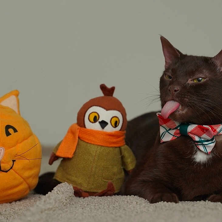 Arwen is registered to the contest to win money with this photo: abyssinian, animal, blackcat, blanket, canine, cat, couch, dog, egyptiancat, food, furniture, hound, kitten, manx, pet, plant, plush, produce, sweets, toy