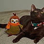 abyssinian, animal, applique, blackcat, canine, cat, clothing, couch, dog, doll, furniture, hardwood, hound, kitten, manx, pattern, pet, plush, toy, wood