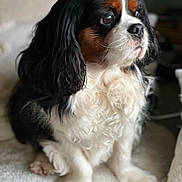Scoubidou a rejoint le concours — aidez-le/la à gagner de superbes lots ! dog, cavalier_king_charles_spaniel, pet, fur, black, white, brown, curly_fur, sitting, blanket, indoor, cozy, close_up, animal, cute, companion, portrait, soft_light, curious, domestic