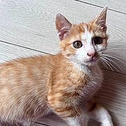 Aki participe au concours pour gagner de l'argent avec cette photo : kitten, cat, orange_cat, white_cat, pet, animal, fur, whiskers, floor, wooden_floor, cute, young_cat, domestic_cat, lying_down, close_up, curious, indoor, small_animal, playful, feline