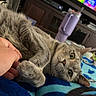 Asher joined the competition — help win amazing prizes! cat, gray_tabby, blanket, hand, paw, television, tumbler, furniture, living_room, home, cozy, playing, relaxed, indoor, colorful, person, entertainment_center, couch, soft, pet