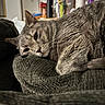 cat, gray_cat, feline, indoor, couch, armrest, relaxed, sleepy, closeup, pet, fur, whiskers, home, living_room, soft_lighting, texture, cozy, domestic_animal, resting, portrait