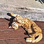 Oscar participe au concours pour gagner de l'argent avec cette photo : cat, orange_tabby, sunlight, wooden_planks, outdoor, relaxed, playful, fur, pet, animal, whiskers, tail, paws, spots, daylight, nature, cute, domestic_cat, lying_down, resting