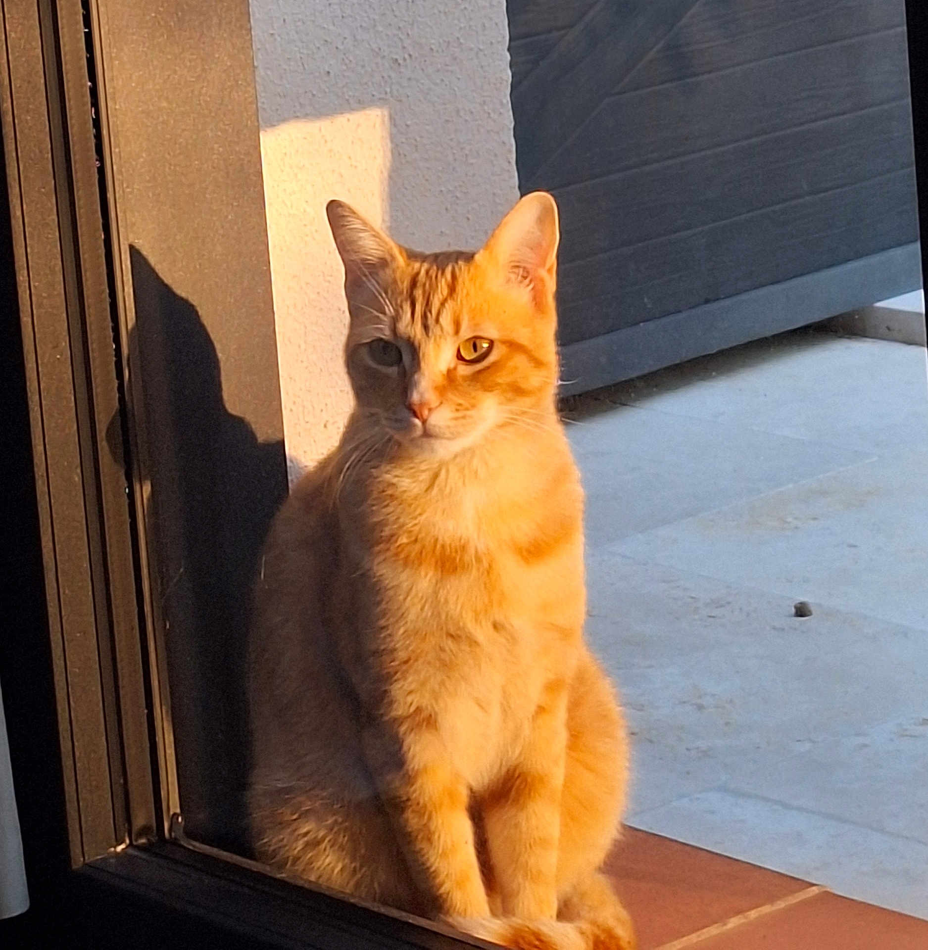 Oscar