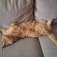 Oscar a rejoint le concours — aidez-le/la à gagner de superbes lots ! cat, ginger_cat, feline, pet, sleeping, relaxing, couch, furniture, indoor, cozy, stretching, tail, fur, whiskers, paws, home, domestic_animal, resting, animal, cute