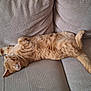 cat, ginger_cat, feline, pet, sleeping, relaxing, couch, furniture, indoor, cozy, stretching, tail, fur, whiskers, paws, home, domestic_animal, resting, animal, cute
