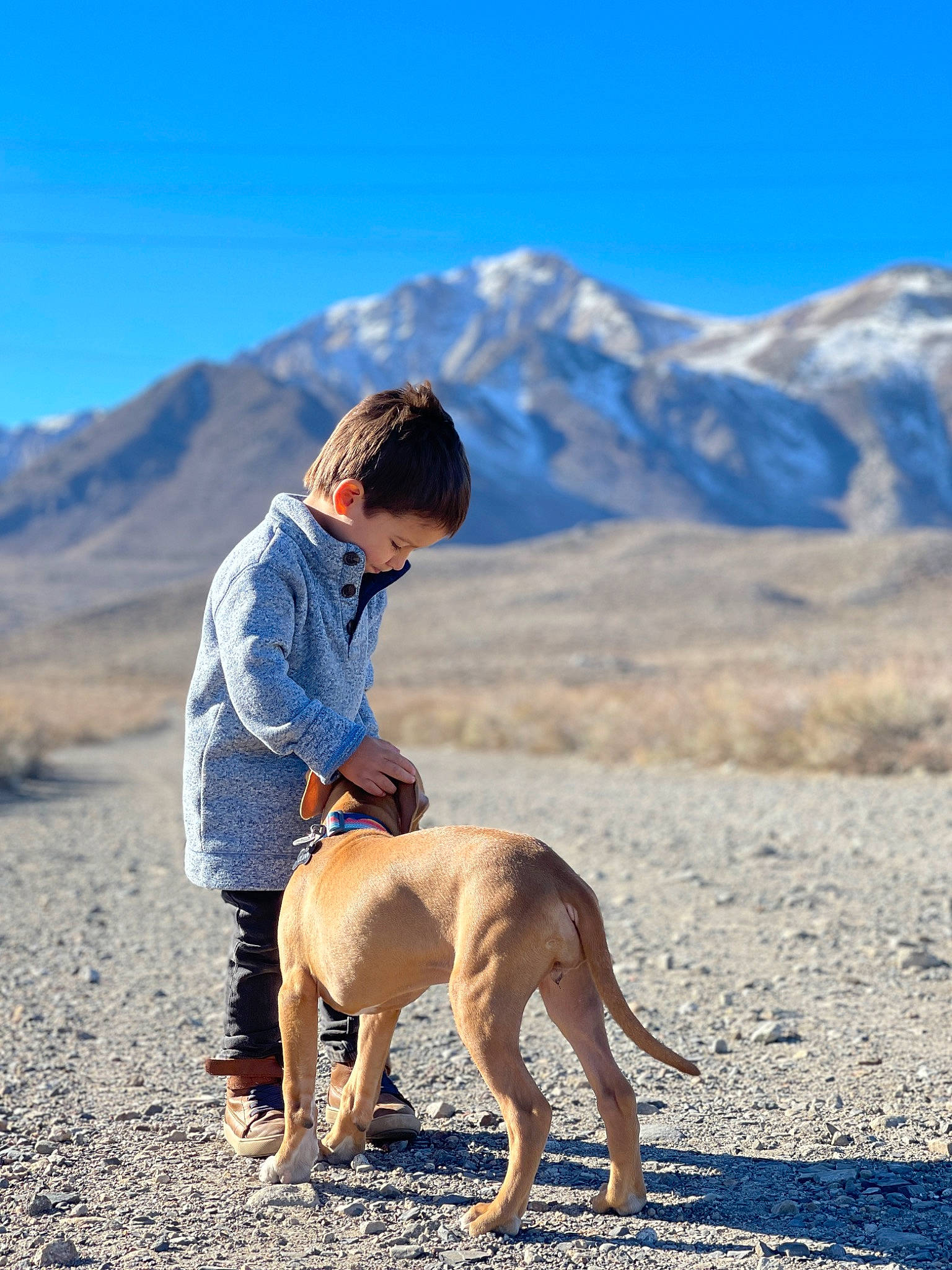 Eli joined the competition — help win amazing prizes! aeolian_landform, carnivore, companion_dog, dog, dog_breed, dog_hiking, electric_blue, fawn, fun, happy, landscape, leg, leisure, mountain, people_in_nature, person, recreation, sand, sky, sporting_group