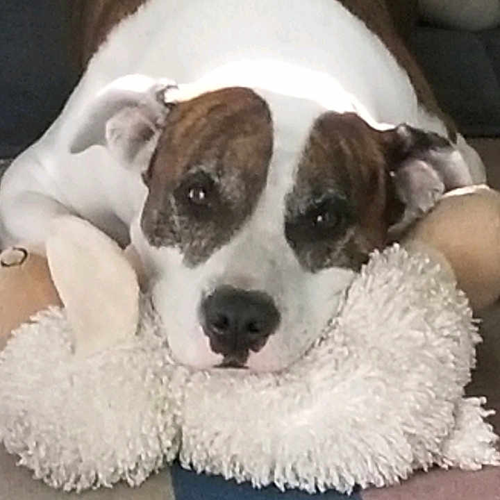 Dixie is registered to the contest to win money with this photo: animal, black_nose, brown_and_white, canine, comfort, dog, ears, fluffy, fur, home, indoor, laying_down, pet, relaxed, resting, rug, shadow, snout, soft_light, stuffed_toy