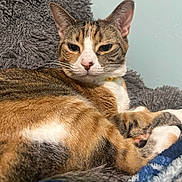Dizzy is registered to the contest to win money with this photo: cat, calico, feline, pet, animal, fur, whiskers, relaxed, indoor, blanket, soft, cozy, resting, closeup, cute, ears, paws, sleepy, domestic_cat, mammal