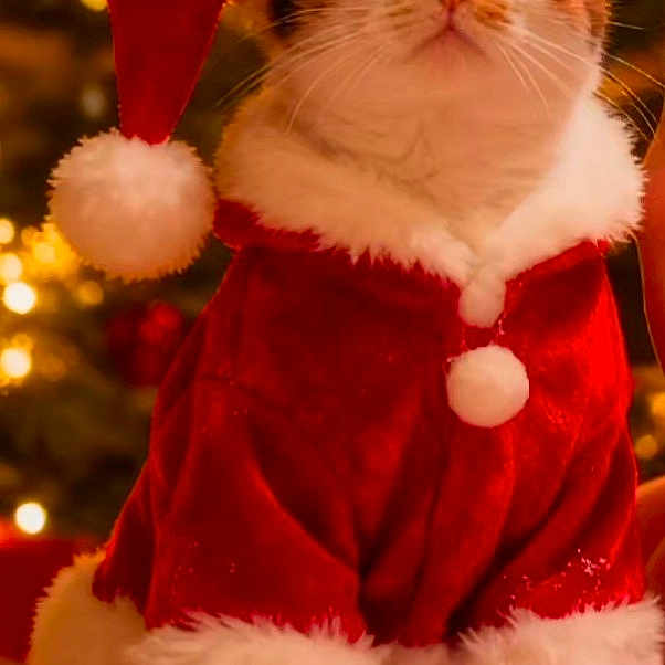 Mimine a rejoint le concours — aidez-le/la à gagner de superbes lots ! cat, santa_hat, christmas, holiday, festive_clothing, pet, animal, cute, indoor, decorations, red_clothing, white_trim, fur, portrait, warm_lighting, celebration, christmas_tree, cozy, soft_texture, adorable