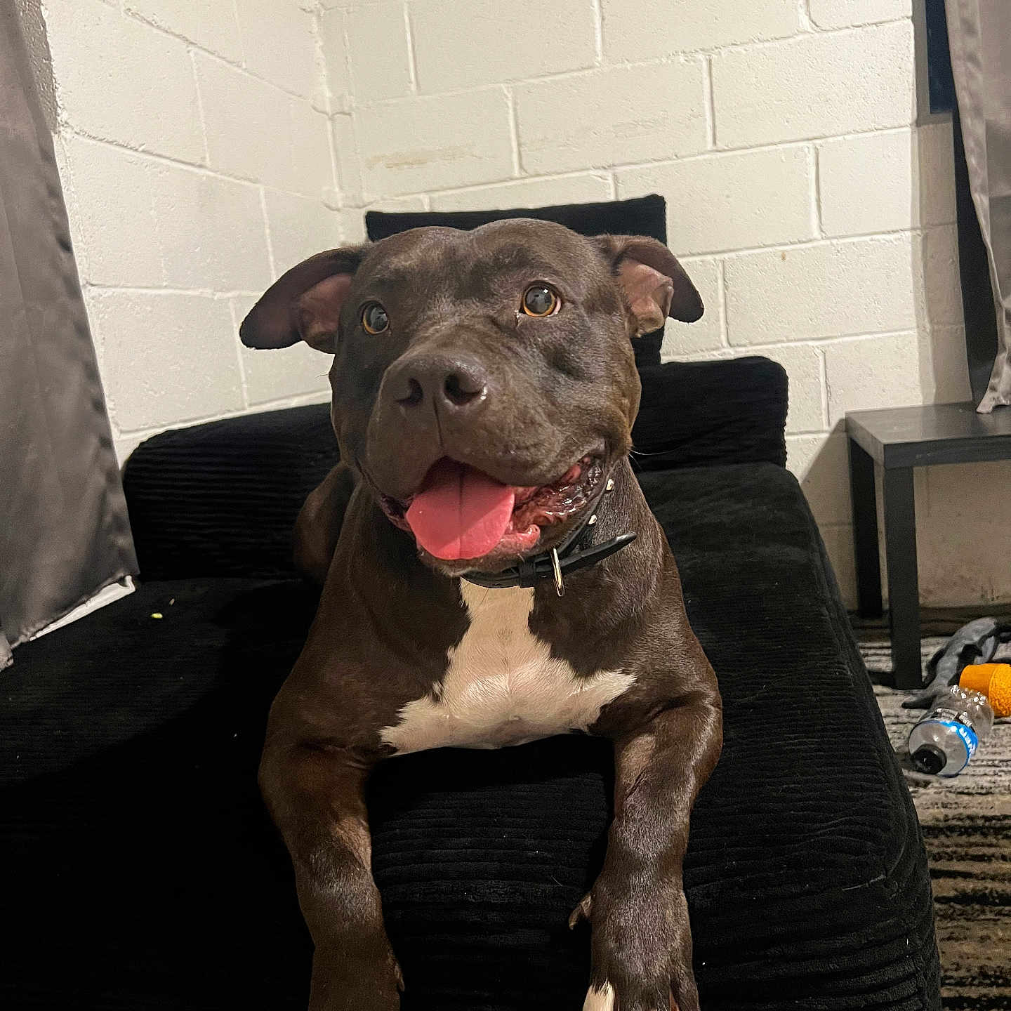 Nirvana is registered to the contest to win money with this photo: animal, architecture, building, bulldog, canine, chair, couch, dog, frenchbulldog, furniture, hound, indoors, labradorretriever, livingroom, pet, pitbull, pointer, puppy, room, snout