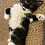 cat, kitten, black_and_white, fluffy, carpet, pet, animal, cute, lying_down, paw, whiskers, indoor, fur, playful, young, wide_eyes, domestic, mammal, small, adorable
