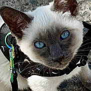 Bootz joined the competition — help win amazing prizes! alert, animal, blue_eyes, cat, close_up, curious, cute, fur, harness, kitten, leash, outdoor, pavement, pet, playful, siamese_cat, small, texture, whiskers, young