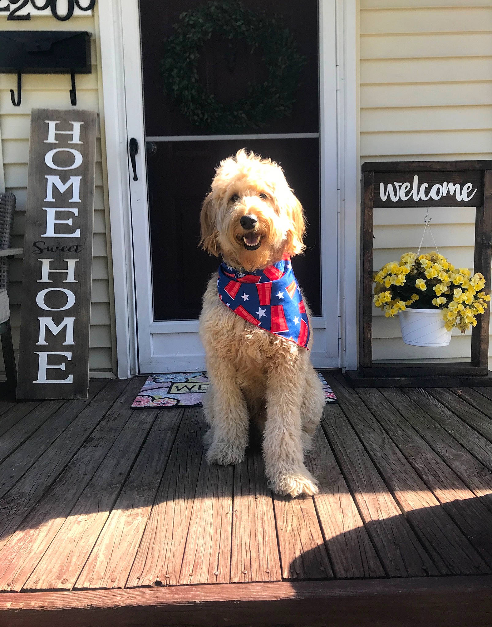 Bosco joined the competition — help win amazing prizes! canidae, carnivore, collar, companion_dog, dog, dog_breed, dog_collar, dog_supply, door, flooring, flower, flowerpot, plant, poodle, sidewalk, sporting_group, terrier, toy_dog, water_dog, wood