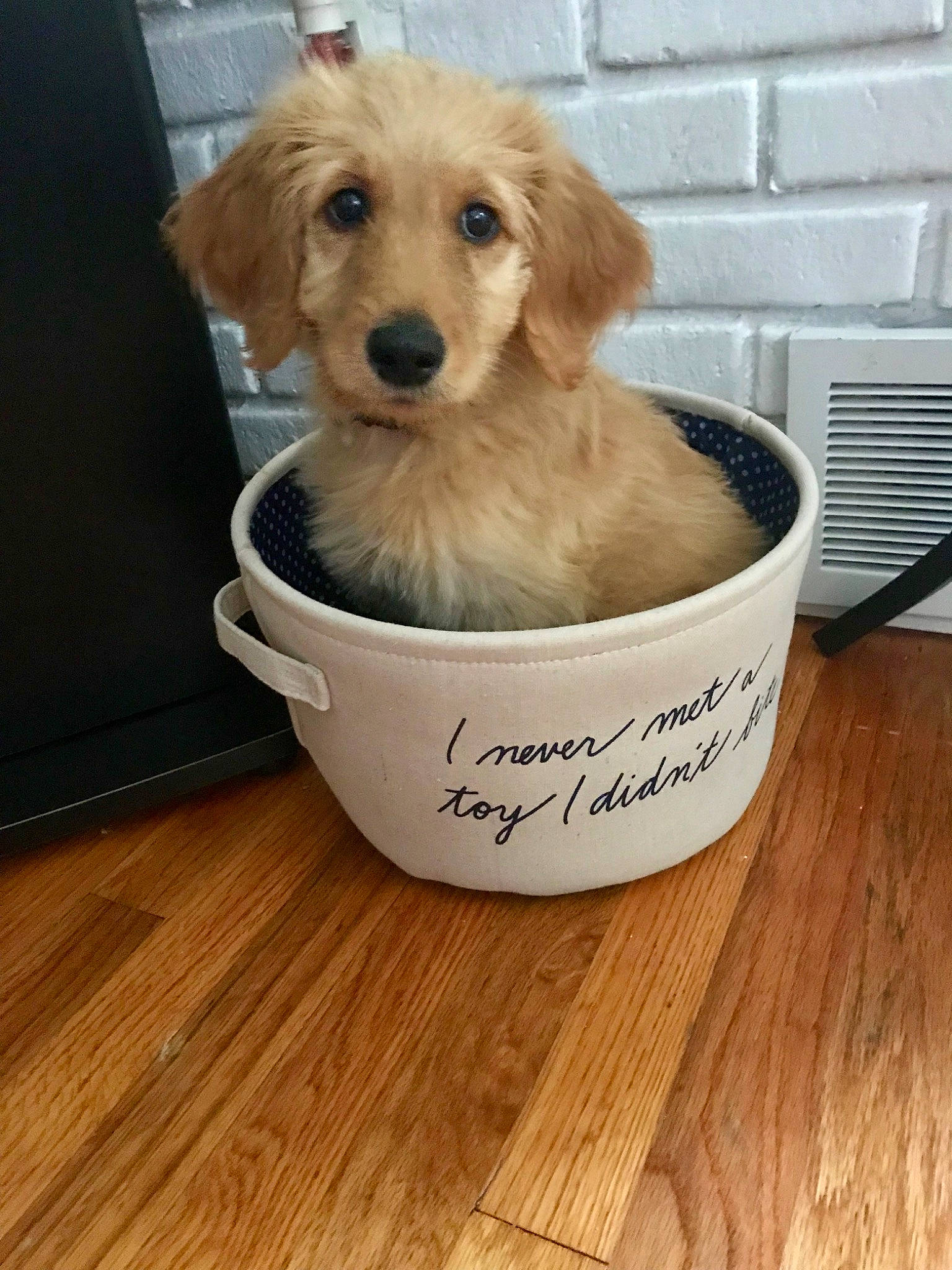 Bosco joined the competition — help win amazing prizes! bowl, canidae, carnivore, companion_dog, dog, dog_breed, dog_supply, fawn, flooring, fur, hardwood, liver, pet_supply, plank, snout, sporting_group, varnish, wood, wood_flooring, wood_stain