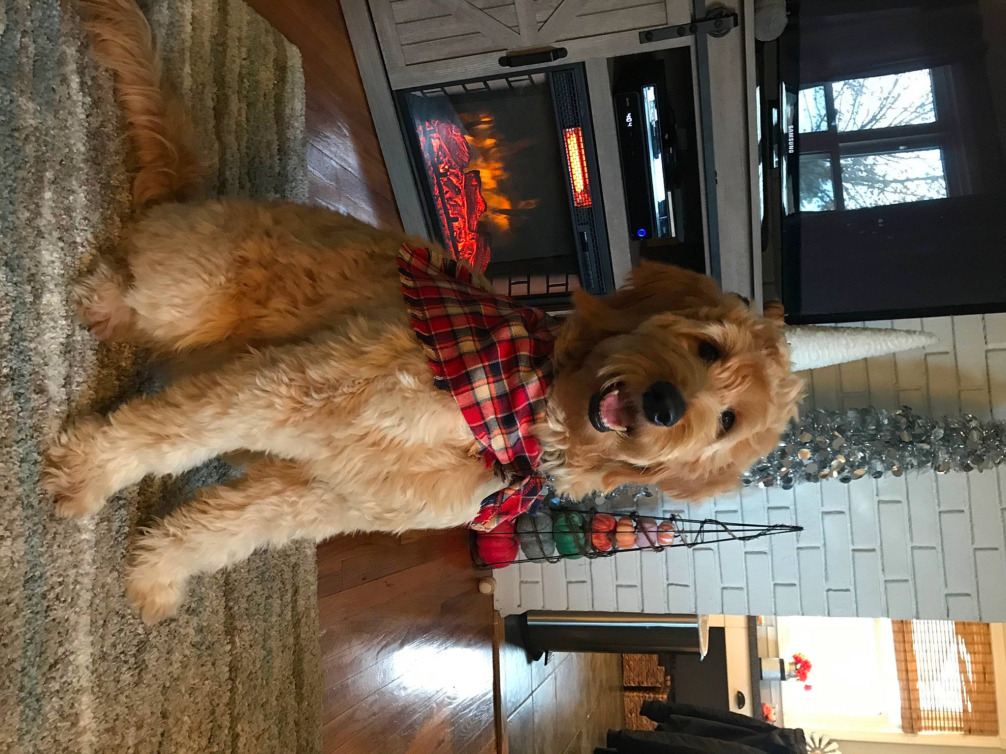 Bosco is registered to the contest to win money with this photo: canidae, carnivore, collar, companion_dog, dog, dog_breed, dog_supply, fawn, fur, liver, mammal, pet_supply, snout, sporting_group, vertebrate, window, wood, working_animal