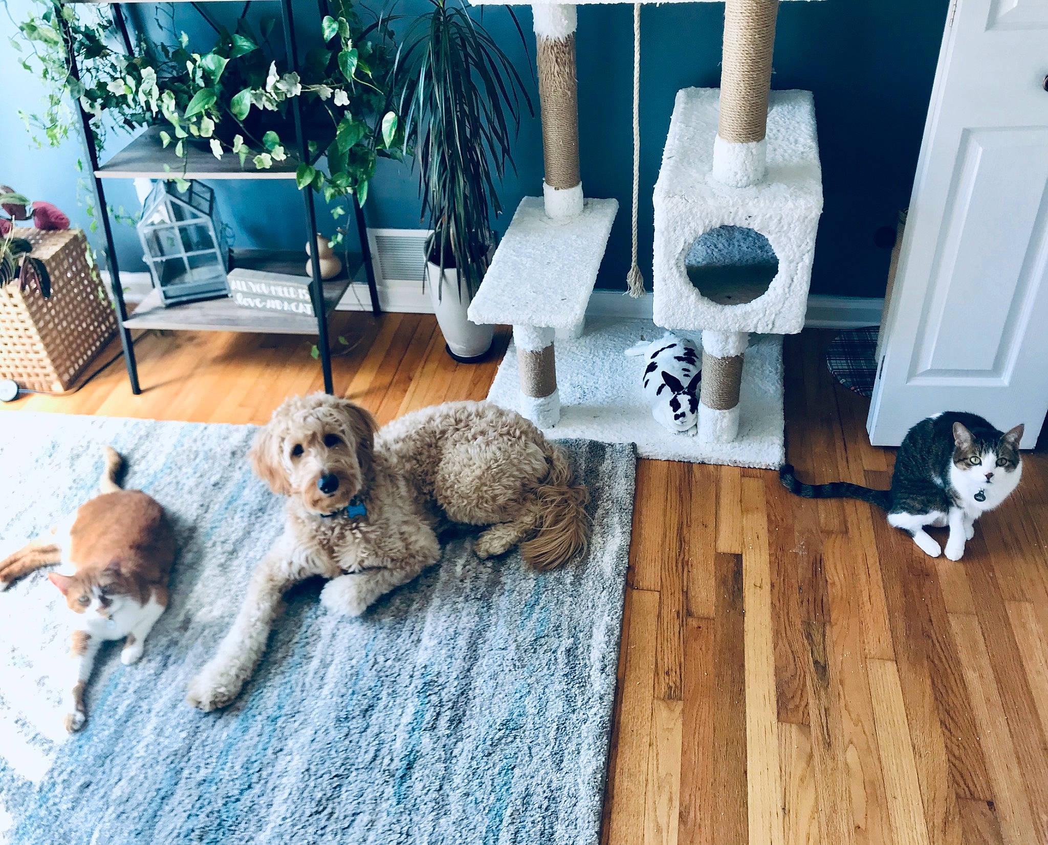 Bosco joined the competition — help win amazing prizes! blue, carnivore, chair, comfort, companion_dog, couch, dog, dog_breed, fawn, flooring, fur, hardwood, house, houseplant, living_room, mammal, plant, toy, vertebrate, wood