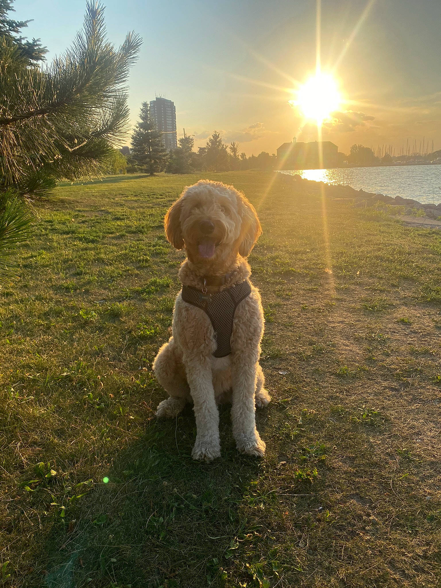 Bosco joined the competition — help win amazing prizes! carnivore, companion_dog, dog, dog_breed, fawn, gesture, grass, grass_family, happy, landscape, lens_flare, light, mammal, morning, people_in_nature, plant, sky, sunlight, tints_and_shades, tree