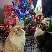Shaggy Stub is registered to the contest to win money with this photo: carpet, cat, celebration, christmas_tree, curious, curtains, decorations, domestic_animal, festive, fur, gift_wrap, holiday, indoor, lights, ornaments, pets, presents, tinsel, two_cats, window