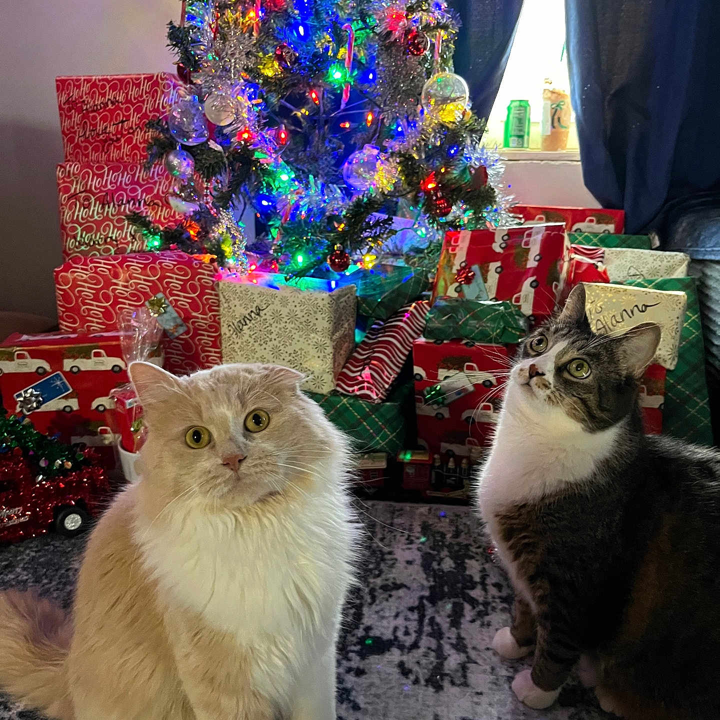 Shaggy Stub is registered to the contest to win money with this photo: carpet, cat, celebration, christmas_tree, curious, curtains, decorations, domestic_animal, festive, fur, gift_wrap, holiday, indoor, lights, ornaments, pets, presents, tinsel, two_cats, window