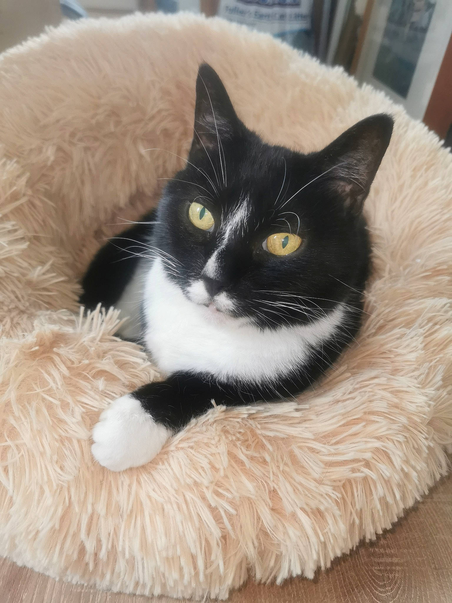 Tilly is registered to the contest to win money with this photo: carnivore, cat, cat_furniture, cat_supply, comfort, domestic_short_haired_cat, eye, felidae, flooring, foot, fur, iris, paw, sitting, small_to_medium_sized_cats, snout, tail, vertebrate, whiskers, window