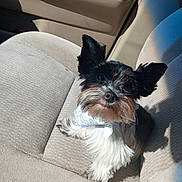 Domino is registered to the contest to win money with this photo: dog, small_dog, pet, car_seat, beige_interior, bandana, fluffy_fur, black_and_white, cute, perky_ears, looking_up, indoor, seat_fabric, sunlight, shadow, animal, portrait, companion, friendly, domestic_animal