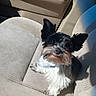 dog, small_dog, pet, car_seat, beige_interior, bandana, fluffy_fur, black_and_white, cute, perky_ears, looking_up, indoor, seat_fabric, sunlight, shadow, animal, portrait, companion, friendly, domestic_animal