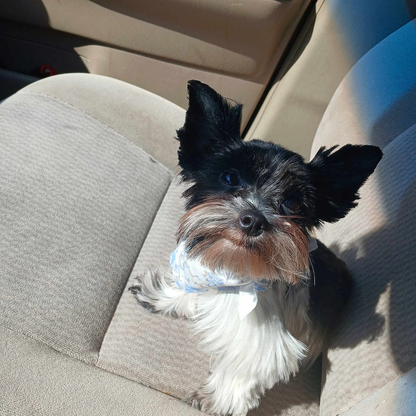 Domino