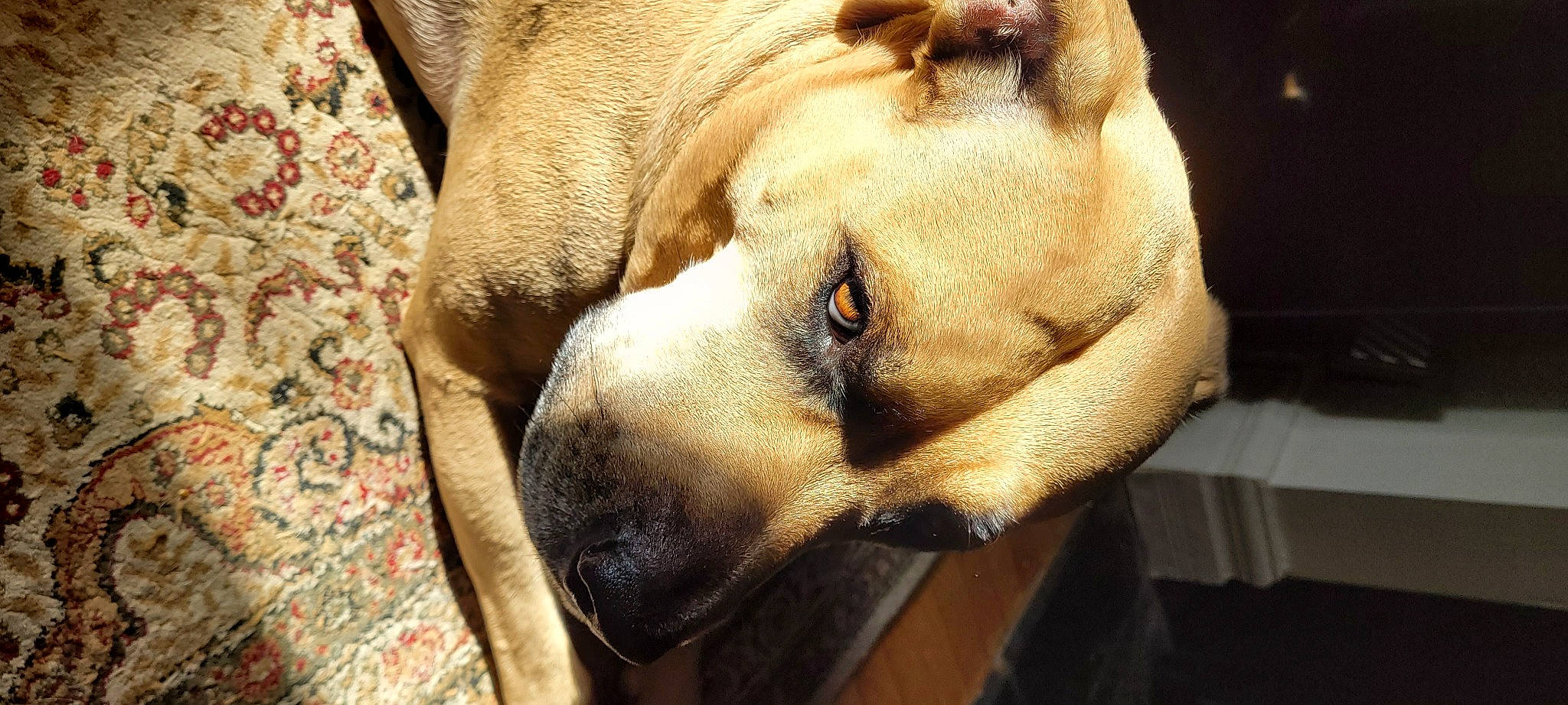 Bella is registered to the contest to win money with this photo: big_cats, canidae, carnivore, companion_dog, dog, dog_breed, ear, eye, fang, fawn, fur, jaw, liver, paw, snout, sporting_group, terrestrial_animal, whiskers, working_animal, wrinkle