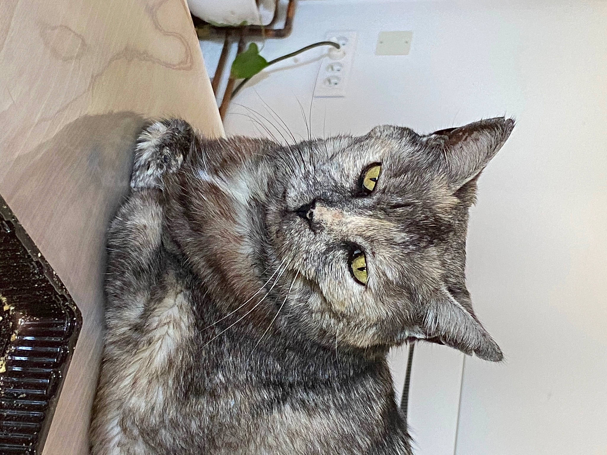 Eyra participe au concours pour gagner de l'argent avec cette photo : art, black_cat, bobcat, carnivore, cat, claw, domestic_short_haired_cat, felidae, fur, grey, plant, small_to_medium_sized_cats, snout, tail, terrestrial_animal, whiskers, wildlife