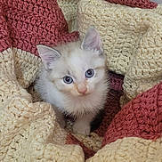 Mochi a rejoint le concours — aidez-le/la à gagner de superbes lots ! animal, blue_eyes, cat, comfort, cozy, crochet, cute, domestic_cat, fur, indoor, kitten, knit_blanket, looking_up, pet, resting, small, soft_texture, warm_colors, whiskers, young_animal